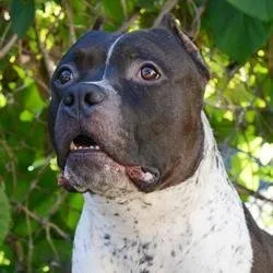 Michael Vick Has New Dog - Mid-America Bully Breed Rescue