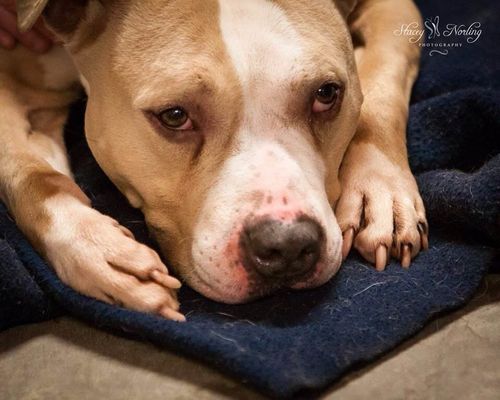 Petsmart ban on sales pit bulls