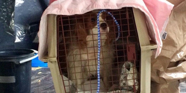 This Oct. 13, 2014, photo released via Twitter by the City of Dallas Public Information Managing Director Sana Syed shows Bentley in Dallas, the one-year-old King Charles Spaniel belonging to Nina Pham, the nurse who contracted Ebola. Bentley has been taken from Pham's Dallas apartment and will be cared for at an undisclosed location. (AP Photo/Courtesy of Sana Syed/PIO, City of Dallas)