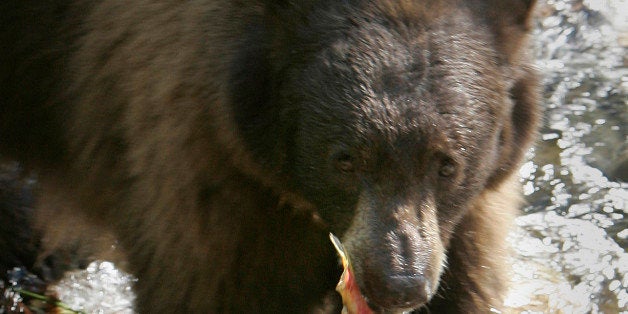 A black bear comes up with a Kokanee salmon while hunting for fish along Taylor Creek near South Lake Tahoe, Calif, Wednesday, Oct. 8, 2008. The bear and two cubs wandered the creek in search of Kokanee salmon. The salmon swim upstream every October by the thousands to spawn in the creek. (AP Photo/Rich Pedroncelli)