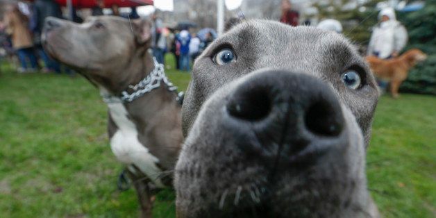 TORONTO, ON - MAY 3 Pit bulls Achilles, left, and Pandora took part in a protest with other dog lovers gathered in front of Queen's Park for the Million Mutt March to End B.S.L. (Breed Specific Legislation). May 3, 2014 (Bernard Weil/Toronto Star via Getty Images)