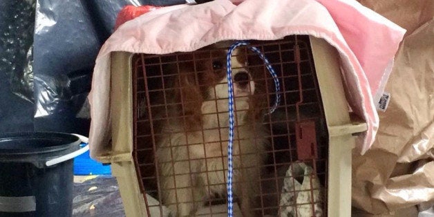 This Oct. 13, 2014, photo released via Twitter by the City of Dallas Public Information Managing Director Sana Syed shows Bentley in Dallas, the one-year-old King Charles Spaniel belonging to Nina Pham, the nurse who contracted Ebola. Bentley has been taken from Pham's Dallas apartment and will be cared for at an undisclosed location. (AP Photo/Courtesy of Sana Syed/PIO, City of Dallas)