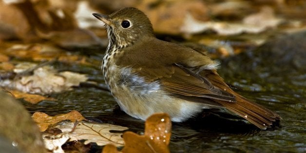 Minnesota, Mendota Heights, Hermit Thrush. (Photo by: Universal Images Group via Getty Images)