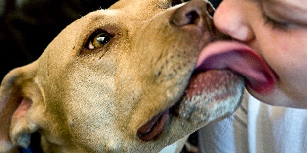 BALTIMORE, MD - MAY 20:Ruby, a rescued pit bull smothers Hadley Collins, 12, with puppy kisses Sunday May 20, 2012 in Baltimore, MD. (Photo by Katherine Frey/The Washington Post via Getty Images)