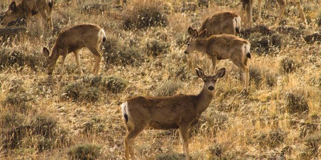 A herd of mule deer graze on Granite Range in Nevada on April 8, 2012. (Tom Knudson/Sacramento Bee/MCT via Getty Images)