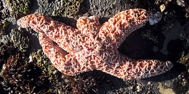 FILE - This undated file photo released by the Rocky Intertidal Lab at the University of California-Santa Cruz shows a starfish suffering from "sea star wasting disease" - it's missing one arm and has tissue damage to another. Marine scientists are finding a large number of dead starfish along the West Coast stricken with the disease that causes the creatures to lose their arms and disintegrate. The affliction causes white lesions to develop, which can spread and turn the animals into "goo," and has killed up to 95 percent of a particular species of sea star in some tide pool populations. (AP Photo/Laura Anderson, Rocky Intertidal Lab UC Santa Cruz)