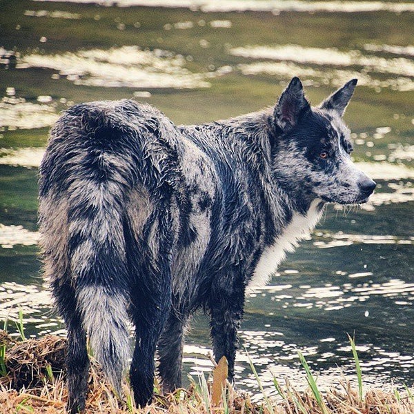 These Mutts Show Us That Amazing Dogs Come In All Shapes And Sizes