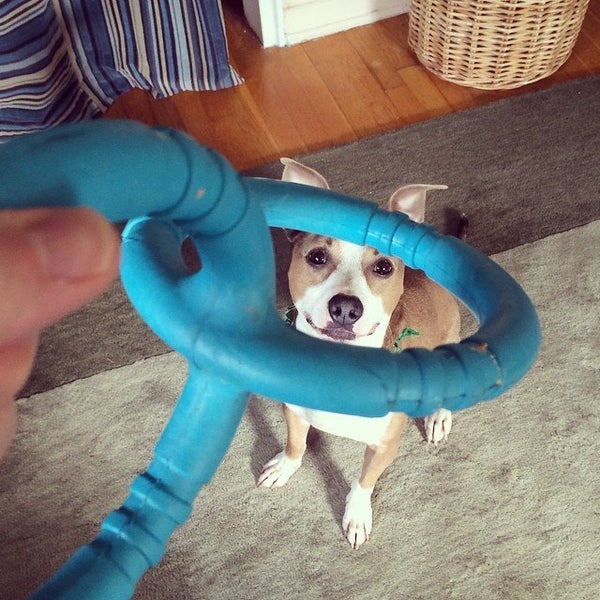 These Mutts Show Us That Amazing Dogs Come In All Shapes And Sizes