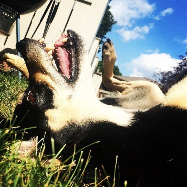 These Mutts Show Us That Amazing Dogs Come In All Shapes And Sizes