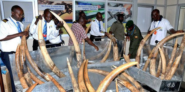 Ofiicials from the Uganda customs and revenue authority check elephant tusks seized at the Entebbe international airport, on June 19, 2012. Some 35 pieces of elephant tusk,s whose source country is yet to be established and weighing almost half-a-ton were impounded at Entebbe airport by authorities before they were handed over to Uganda Wildlife Authourity. AFP PHOTO/Peter BUSOMOKE (Photo credit should read PETER BUSOMOKE/AFP/GettyImages)