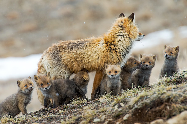 These Baby Foxes Are So Cute That They Will Make You Lose Your Ability To Even Huffpost