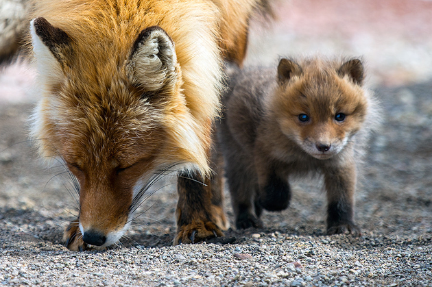 These Baby Foxes Are So Cute That They Will Make You Lose Your Ability To Even Huffpost