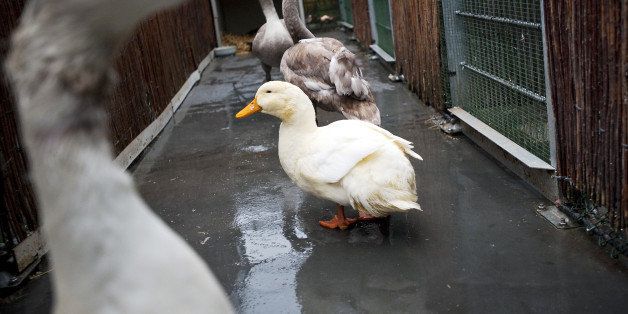 Swans, geese and ducks waddle in the bird shelter in Delft, Netherlands on December 27, 2009. Due to the snow and freezing cold more birds are sick and wounded than normal in the shelter, particularly waterbirds such as ducks and swans due to the extreme weather. AFP/ANP /MARTEN VAN DIJL netherlands out - belgium out (Photo credit should read Marten van Dijl/AFP/Getty Images)