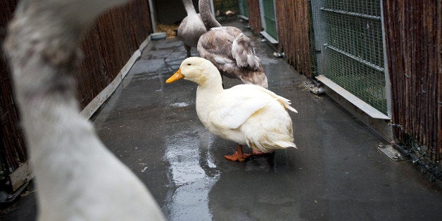 Swans, geese and ducks waddle in the bird shelter in Delft, Netherlands on December 27, 2009. Due to the snow and freezing co