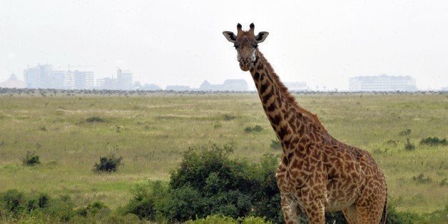 A giraffe grazes inside the Nairobi National park on June 8, 2012 approximately 7 kilometers south of the captal. The lions have found themselves under growing pressure as Nairobi, one of Africa's fastest growing cities creeps onto ancient migration routes and hunting grounds. Conservations warn of the growing likelihood of closer interaction between wildlife and humans if development is not managed in a sustainable manner. AFP PHOTO/SIMON MAINA (Photo credit should read SIMON MAINA/AFP/Getty Images)