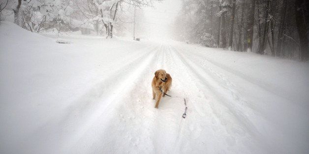 BUFFALO, NY - NOVEMBER 20: Sydney, a six year old Golden retriever, makes her way through five feet of snow from a driveway on November 20, 2014 in the suburb of Lakeview, Buffalo, New York. The record setting Lake effect snowstorm dumped up to six feet of snow in less than 24 hours closing a one hundred mile section of The New York State Thruway as well as other major roads around Buffalo. Seven deaths have already been attributed to the storm and a second round beginning late Wednesday evening will bring up to three more feet of snow overnight and into Thursday. (Photo by John Normile/Getty Images)