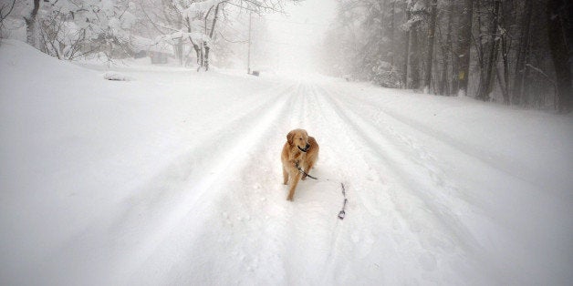 BUFFALO, NY - NOVEMBER 20: Sydney, a six year old Golden retriever, makes her way through five feet of snow from a driveway