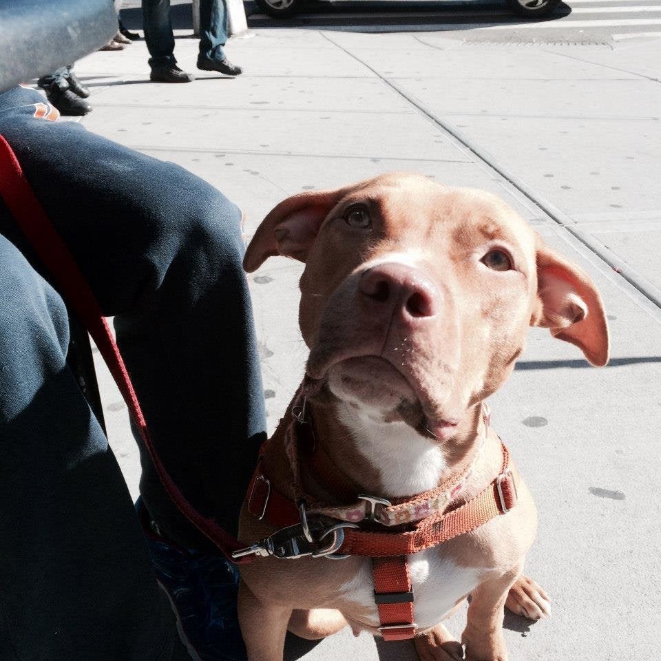 Louisville couple adopts dog saved from New York dogfighting ring