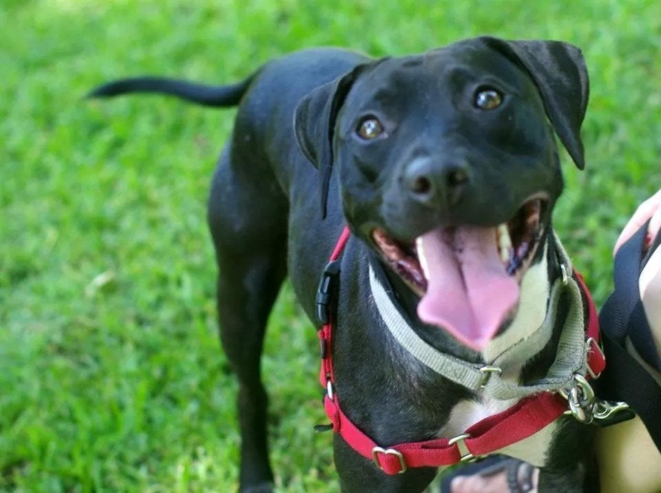 Louisville couple adopts dog saved from New York dogfighting ring