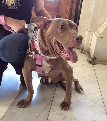 Louisville couple adopts dog saved from New York dogfighting ring