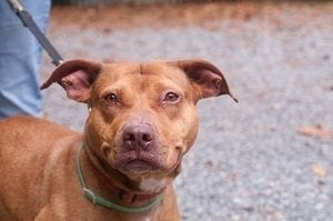 Louisville couple adopts dog saved from New York dogfighting ring