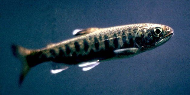 A coho salmon fry is shown in this undated photo. Nine species of salmon in the Northwest are being added to the endangered species list in a move that sends the restrictions deeper into urban areas and could change the way people fertilize their lawns, dig construction sites and wash their cars. (AP Photo/ho)