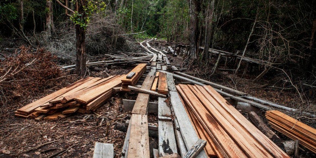 PEKANBARU, SUMATRA, INDONESIA - JULY 12: A view of timbers and logging railroad is used for transport logs from tropical rainforest made by illegal loggers at Kerumutan protected tropical rainforest, which is the Sumatran tiger habitat in Pelalawan district on July 12, 2014 in Riau province, Sumatra, Indonesia. The Nature Climate Change journal has reported that Indonesia lost 840,000 hectares of natural forest in 2012 compared to 460,000 hectares in Brazil despite their forest being a quarter of the size of the Amazon rainforest. According to Greenpeace, the destruction of forests is driven by the expansion of palm oil and pulp & paper has increased the greenhouse gas emissions, pushing animals such as sumatran tigers to the brink of extinction, and local communities to lose their source of life. (Photo by Ulet Ifansasti/Getty Images)