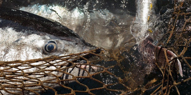 BARBATE, SPAIN - JUNE 03: Bluefin tunas get trapped on fishers' nets during the end of the Almadraba tuna fishing season on June 3, 2014 near the Barbate coast, in Cadiz province, Spain. Almadraba is a traditional bluefin tuna fishing method in Southern Spain already used during Phoenician and Romans times. Fishers place mazes of nets to catch tuna migrating from the Atlantic Ocean to the Mediterranean Sea and select those that have the best size. Almadraba tuna is well demanded by Japanese for its quality. Today fishers use a different technique to control the catch amount by releasing many of the bluefin tunas before hauling the nets to avoid exceeding their limited quota fixed by International Commission for the Conservation of Atlantic Tunas 'ICCACT'. Almadraba fishers association claim the fishing quota could now be increased as fishers are struggling and the tuna population has recovered quite well. (Photo by Pablo Blazquez Dominguez/Getty Images)