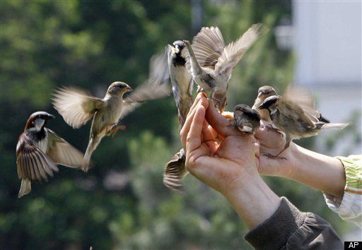 University Of Bristol Study: Birds Able To Plan Ahead | HuffPost Impact