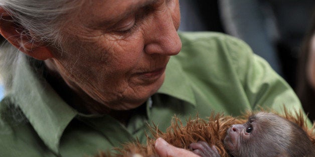 British anthropologist and primatologist Jane Goodall holds a baby Cariblanco monkey (cebus capucinus) during her visit to the Rehabilitation Center and Primate Rescue, in Peñaflor, 36 km southwest from Santiago, on November 23, 2013, as part of her activities while visiting Chile. AFP PHOTO/Hector RETAMAL (Photo credit should read HECTOR RETAMAL/AFP/Getty Images)