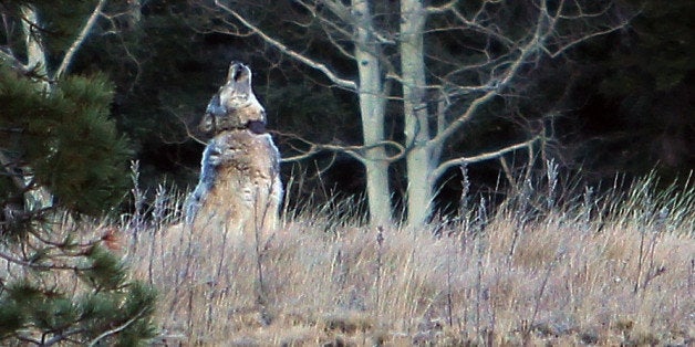 This Oct. 27, 2014 photo from the Arizona Game and Fish Department shows a gray wolf that was spotted north of the Grand Cany