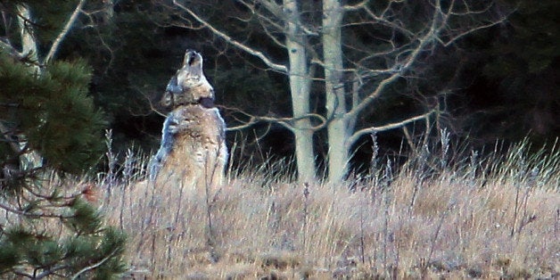 This Oct. 27, 2014 photo from the Arizona Game and Fish Department shows a gray wolf that was spotted north of the Grand Canyon in northern Arizona. Wildlife officials have confirmed the presence of the first gray wolf in northern Arizona in more than 70 years. U.S. Fish and Wildlife Service spokesman Jeff Humphrey said Friday, Nov. 21, 2014 that analysis of the animal's scat shows it's from a Northern Rockies population. The wolf is believed to have traveled at least 450 miles into northern Arizona, where it's been spotted at the Grand Canyon and the adjacent forest. The wolf has a radio collar, but it hadn't been transmitting a signal. Biologists tried to capture it to replace the collar but suspended their efforts because of cold weather.(AP Photo/Arizona Game and Fish Department)