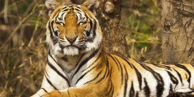Chinese Man Jailed For 13 Years After Eating Three Tigers Huffpost Impact