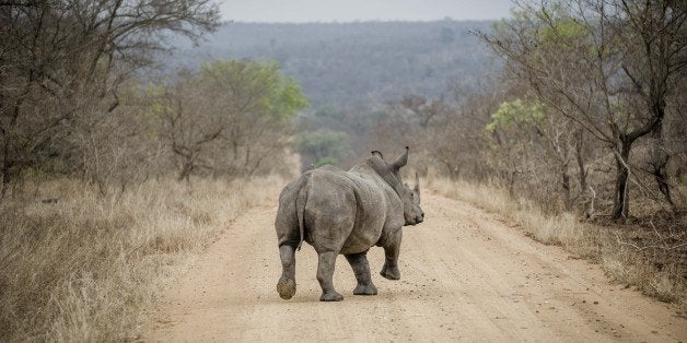 KRUGER NATIONAL PARK, SOUTH AFRICA OCTOBER 16 (SOUTH AFRICA OUT): A rhino after it is sedated on October 16, 2014 in the Kruger National Park, South Africa. SANParks staff members moved rhinos from the Kruger National Park yesterday. The relocation forms part of the Department of Environmental Affairs project to curb rhino poaching. (Photo by Cornel van Heerden/Foto24/Gallo Images/Getty Images)