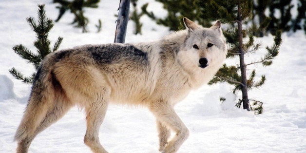 This undated image provided by Yellowstone National Park, Mont., shows a gray wolf in the wild inside the park. Montana Fish, Wildlife and Parks commissioners are taking up a proposal Thursday May 12, 2011 to allow hunters to kill 220 wolves this year. This fall's hunt became possible after Congress voted to remove endangered-species protections from the gray wolf in the Northern Rockies. (AP Photo/National Park Service, MacNeil Lyons)