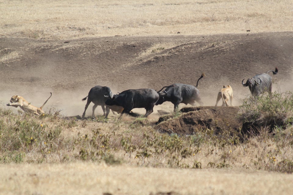 Brave Momma Buffalo Defends Calf From Pride Of Lions In Heart-Pounding Video | HuffPost Impact