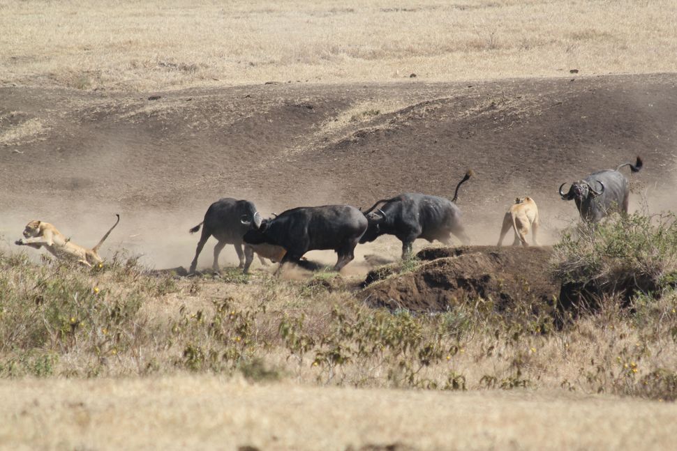 Brave Momma Buffalo Defends Calf From Pride Of Lions In Heart-Pounding ...