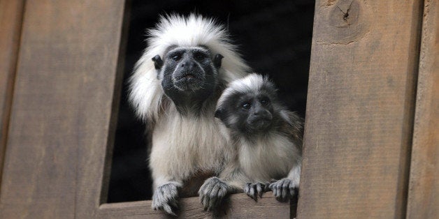 A Cottontop Tamarin monkey (Saguinus oedipus) born in captivity one month ago is seen beside its mother on November 6, 2009 at the Santa Fe Zoo, in Medellin, Antioquia Department, Colombia. AFP PHOTO/Raul ARBOLEDA (Photo credit should read RAUL ARBOLEDA/AFP/Getty Images)