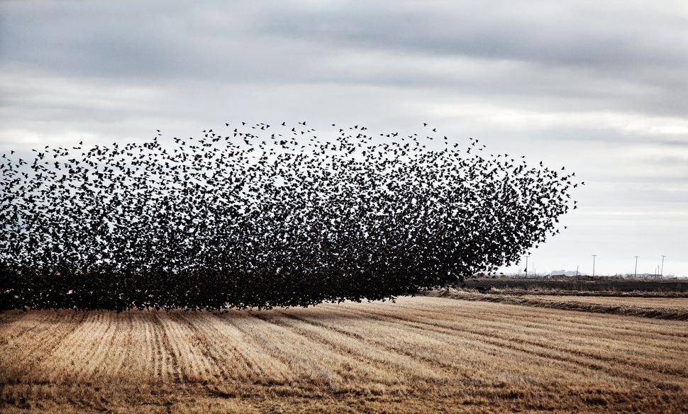 Striking Photos Show Struggle Of Farmers In California 