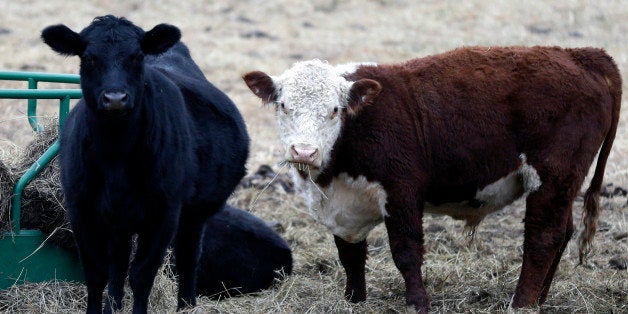 Cattle feed in a pasture near Lecomption, Kan., Thursday, Dec. 4, 2014. All-time high cattle prices will be a topic at the Kansas Livestock Association meeting in Wichita. (AP Photo/Orlin Wagner)