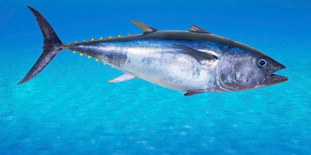 Making Sure Tuna Is Dolphin Safe | HuffPost Impact