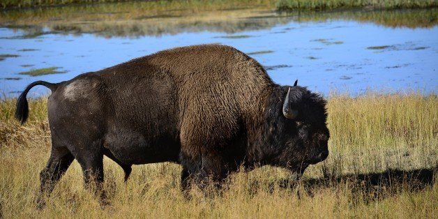 YELLOWSTONE NATIONAL PARK, WY - SEPTEMBER 24, 2014: A bison grazes on grasses in the Hayden Valley section of Yellowstone National Park in Wyoming. (Photo by Robert Alexander/Getty Images)