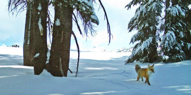 In this Dec. 13, 2014 image provided by the National Park Service from a remote motion-sensitive camera, a Sierra Nevada red