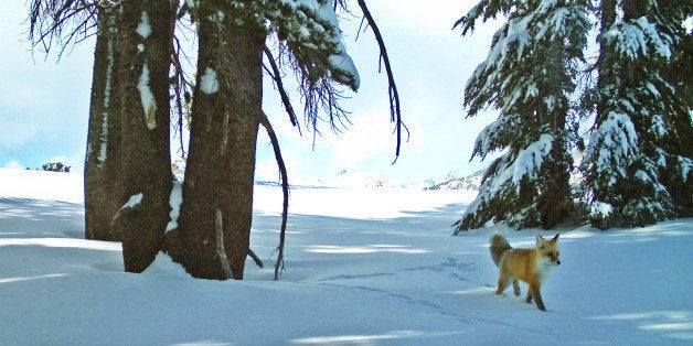 In this Dec. 13, 2014 image provided by the National Park Service from a remote motion-sensitive camera, a Sierra Nevada red fox walks in Yosemite National Park, Calif. The first confirmed sighting of the rare fox in Yosemite National Park in nearly a century has been confirmed by park officials. Park wildlife biologists who were on a backcountry trip to the far northern part of the park documented two sightings since early December. The Sierra Nevada red fox of California is one of the rarest mammals in North America, with likely fewer than 50 left. (AP Photo/National Park Service)