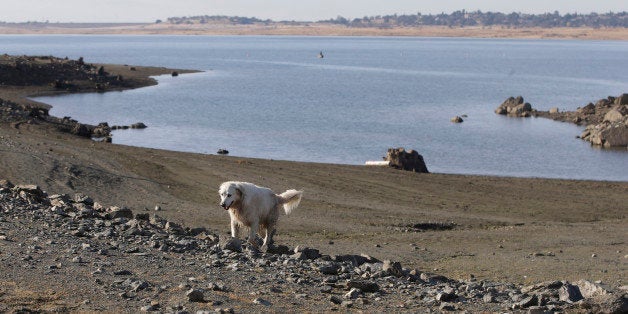 In this photo taken Monday Nov. 17, 2014, a dog walks along the receding shoreline of drought stricken Folsom Lake near Folsom, Calif. Storms in early December boosted water supplies enough to provide Southern California cities and farms 15 percent of their requested water, announced the Department of Water Resources, Thursday, Jan. 15, 2015. (AP Photo/Rich Pedroncelli)