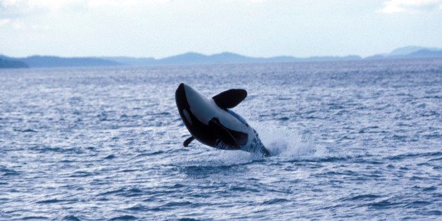 UNITED STATES - 1989/01/01: USA, Washington, San Juan Islands, Haro Strait, Orca (killer Whale), Breaching. (Photo by Wolfgang Kaehler/LightRocket via Getty Images)