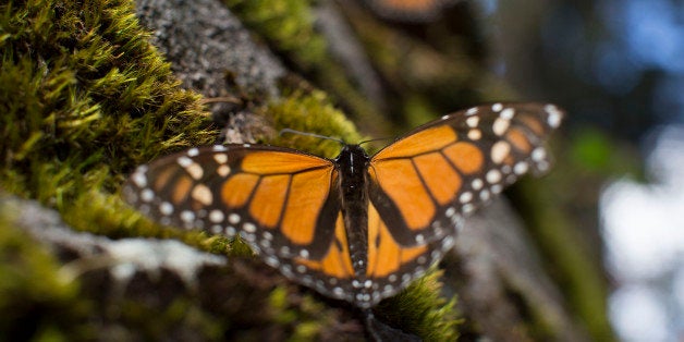 A monarch butterfly rests on a piece of moss at the Sierra Chincua Butterfly Sanctuary near Angangueo in the state of Michoac