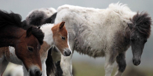 PRINCETOWN, ENGLAND - MAY 17: A Dartmoor Hill pony foal walks with its mother and other adult ponies on the moor on Dartmoor