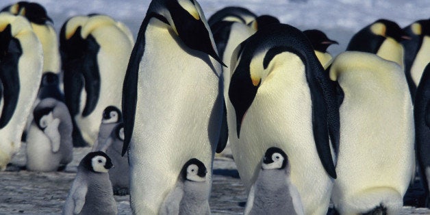 ON THE HARSHEST PLACE ON EARTH, LOVE FINDS A WAY March of the Penguins, the exquisite, tender, unforgettable 2006 Academy Award winning film about Emperor Penguins and their dogged journey to the literal ends of the earth makes its U.S. television premiere this holiday seasononly on Hallmark Channel.