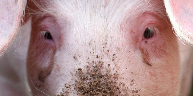 A pig is shown at an agricultural fair in Muehlengeez, eastern Germany, Sept. 11, 2014. (AP Photo/dpa,Bernd Wuesteck)